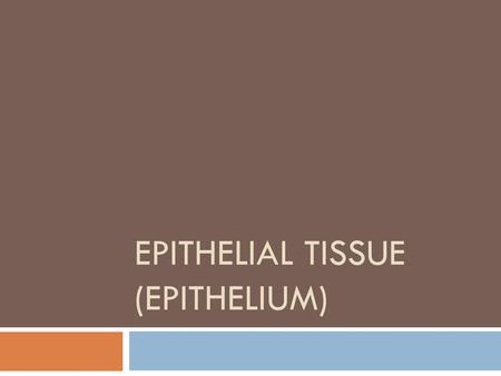 Epithelial tissue (Epithelium)