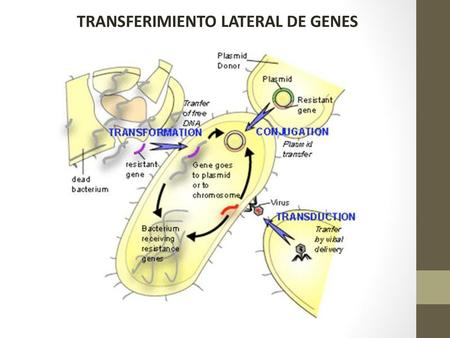 TRANSFERIMIENTO LATERAL DE GENES