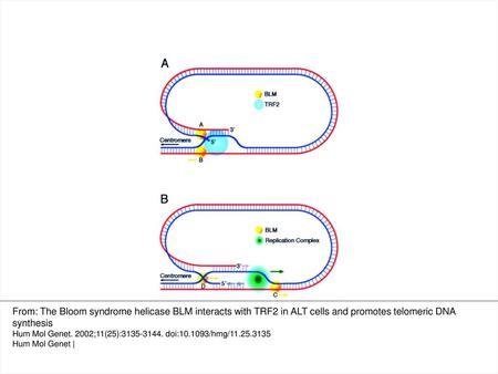 Figure 5. A model for rolling-circle amplification of telomeres