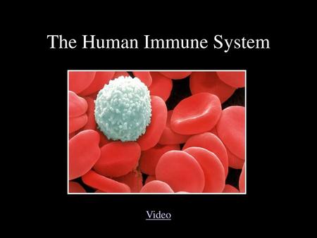 The Human Immune System