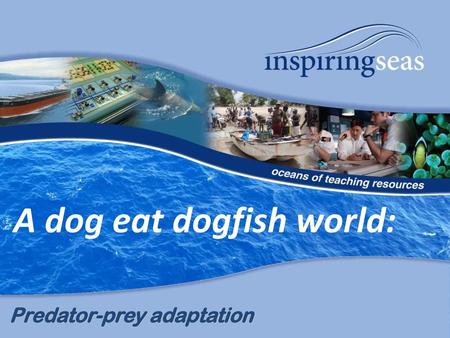 A dog eat dogfish world: