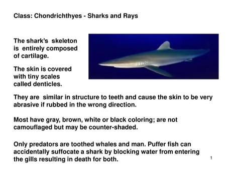 Class: Chondrichthyes - Sharks and Rays