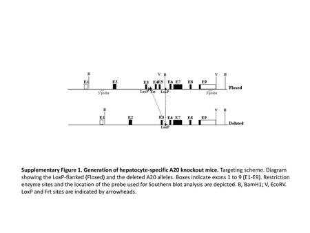 Supplementary Figure 1. Generation of hepatocyte-specific A20 knockout mice. Targeting scheme. Diagram showing the LoxP-flanked (Floxed) and the deleted.