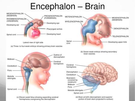 Encephalon – Brain.