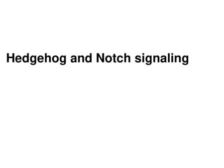 Hedgehog and Notch signaling