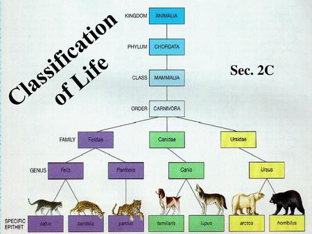 Classification of Life