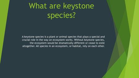 What are keystone species?