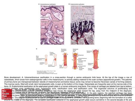 Bone development. A. Intramembranous ossification in a cross-section through a canine embryonic limb bone. At the top of the image a row of osteoblasts,