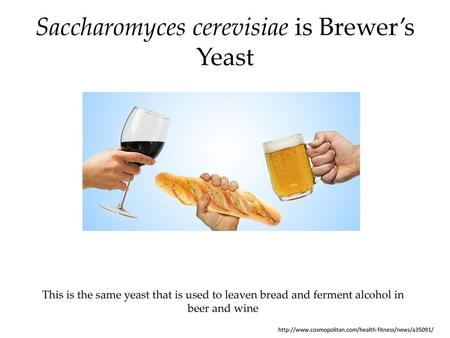 Saccharomyces cerevisiae is Brewer’s Yeast