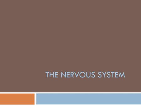 THE NERVOUS SYSTEM.