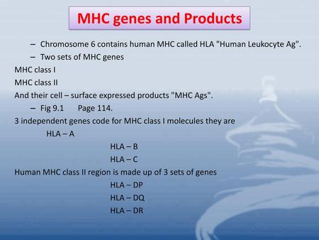 MHC genes and Products Chromosome 6 contains human MHC called HLA Human Leukocyte Ag. Two sets of MHC genes MHC class I MHC class II And their cell –