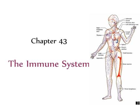 Chapter 43 The Immune System.