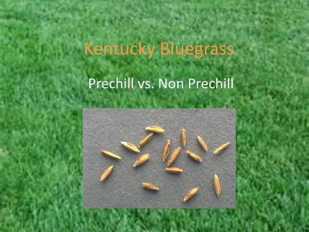 Prechill vs. Non Prechill