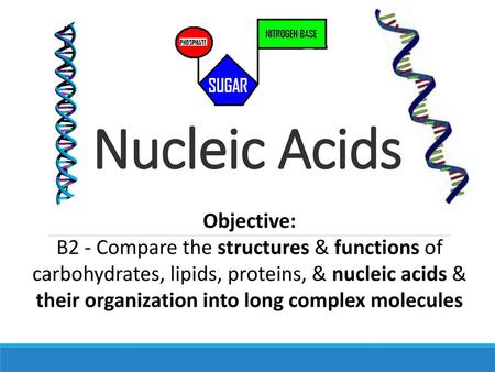 Nucleic Acids Objective: