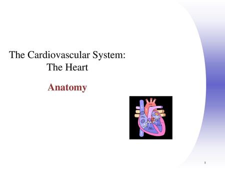 The Cardiovascular System: The Heart Anatomy