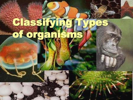 Classifying Types of organisms