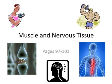 Muscle and Nervous Tissue