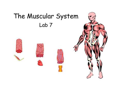 The Muscular System Lab 7.