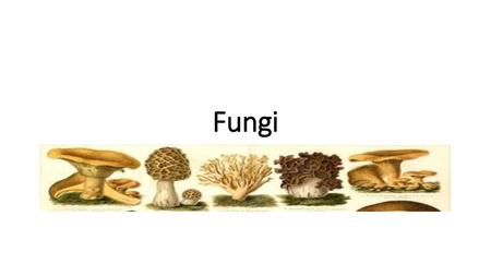 Fungi.