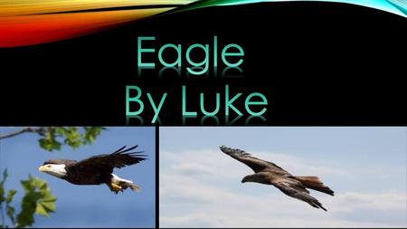 Eagle By Luke.