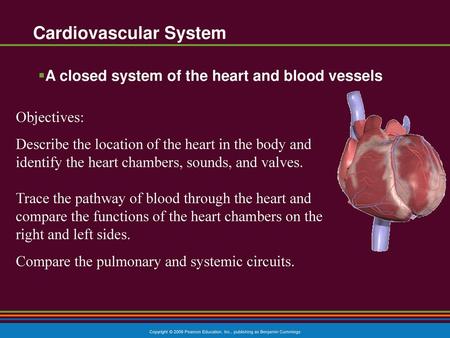 Cardiovascular System