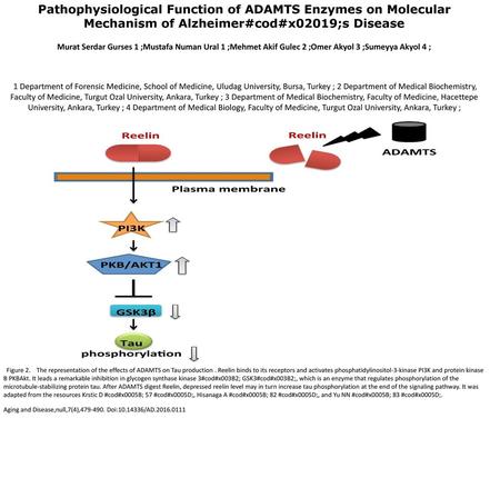 Pathophysiological Function of ADAMTS Enzymes on Molecular Mechanism of Alzheimer#cod#x02019;s Disease Murat Serdar Gurses 1 ;Mustafa Numan Ural 1 ;Mehmet.