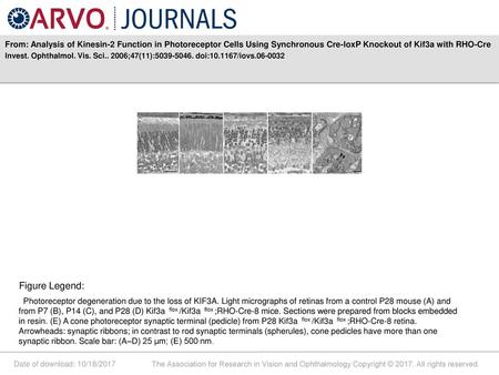 From: Analysis of Kinesin-2 Function in Photoreceptor Cells Using Synchronous Cre-loxP Knockout of Kif3a with RHO-Cre Invest. Ophthalmol. Vis. Sci.. 2006;47(11):5039-5046.