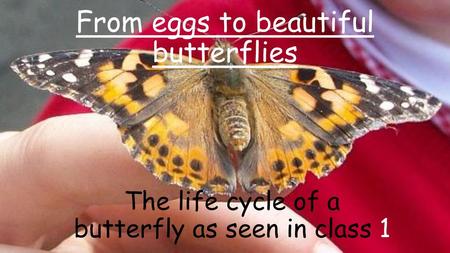 From eggs to beautiful butterflies