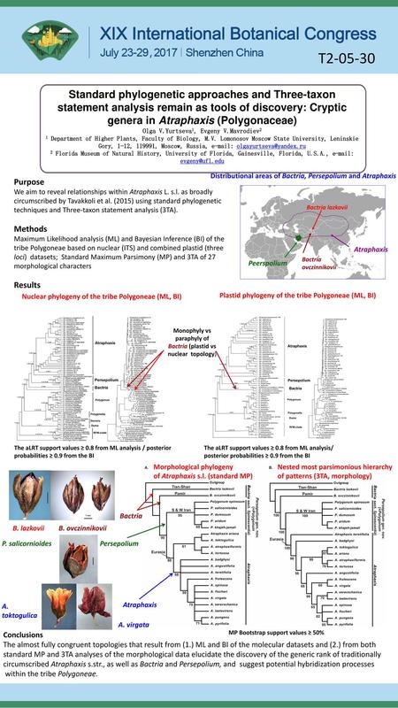 T2-05-30 Standard phylogenetic approaches and Three-taxon statement analysis remain as tools of discovery: Cryptic genera in Atraphaxis (Polygonaceae)