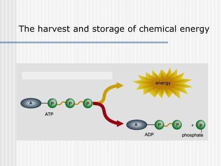 The harvest and storage of chemical energy