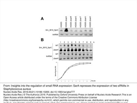 Figure 1. srn_3610_sprC expression increases in the absence of SarA