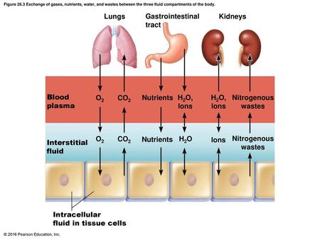 Lungs Gastrointestinal tract Kidneys Blood plasma O2 CO2 Nutrients