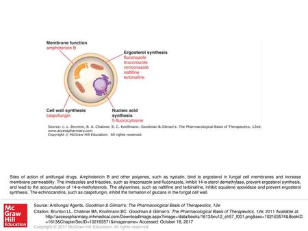 Sites of action of antifungal drugs