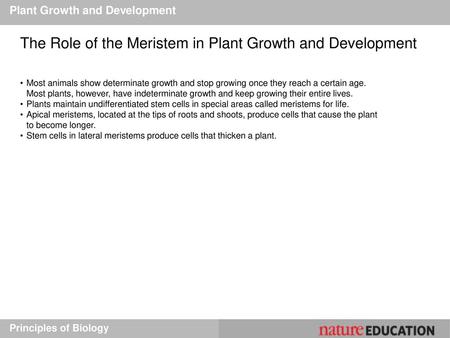 The Role of the Meristem in Plant Growth and Development