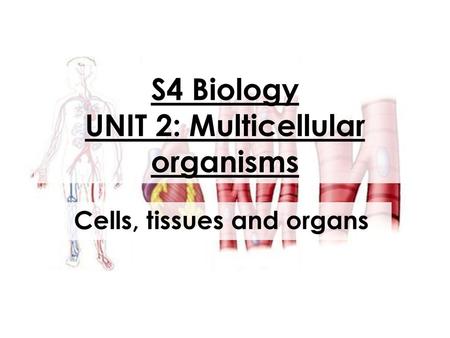 S4 Biology UNIT 2: Multicellular organisms