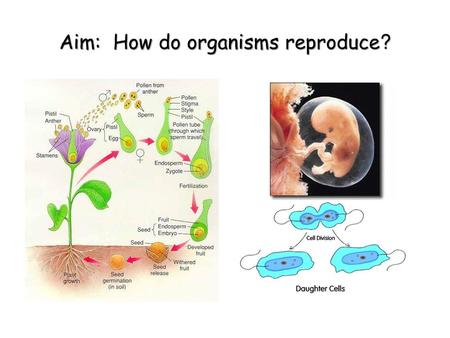 Aim: How do organisms reproduce?