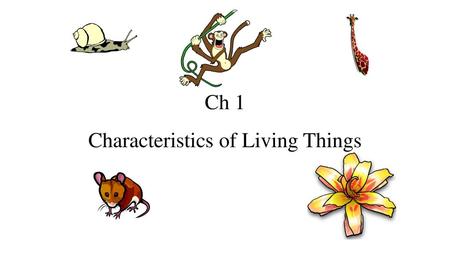 Characteristics of Living Things