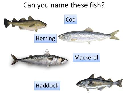 Can you name these fish? Cod Herring Mackerel Haddock.