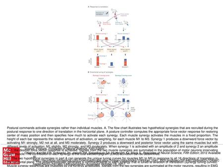 B. The two hypothetical synergies in part A can generate the unique tuning curves for muscles M1 to M3 in response to all 16 directions of translation.