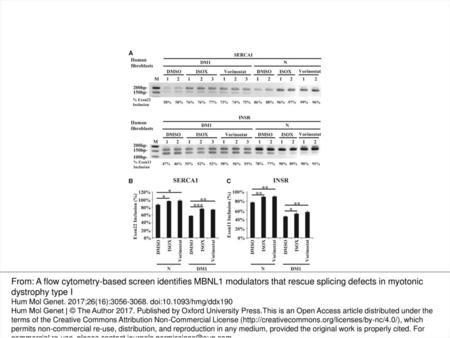 Figure 5 ISOX and vorinostat partially restore splicing pattern in DM1 patient-derived fibroblasts. (A) ISOX and vorinostat partially rescue mis-splicing.