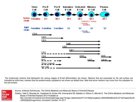 The lymphocyte markers that distinguish the various stages of B-cell differentiation are shown. Markers that are expressed on the cell surface are indicated.