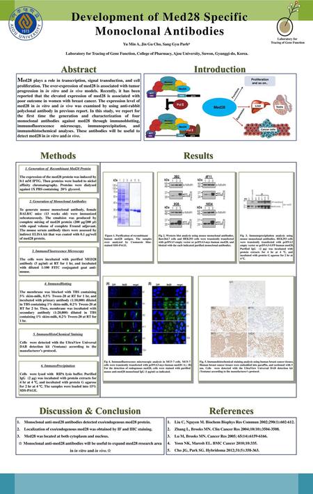 Development of Med28 Specific Monoclonal Antibodies