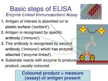 Types of ELISA. Types of ELISA Direct ELISA Antigen Antibody-enzyme Antigen substrate Antibody-enzyme.