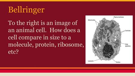 Bellringer To the right is an image of an animal cell. How does a