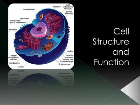 Cell Structure and Function