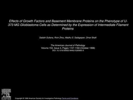 Effects of Growth Factors and Basement Membrane Proteins on the Phenotype of U- 373 MG Glioblastoma Cells as Determined by the Expression of Intermediate.