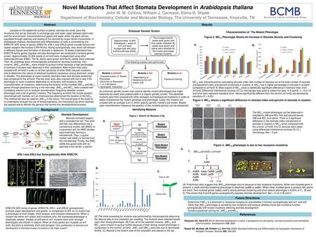 Novel Mutations That Affect Stomata Development in Arabidopsis thaliana John W. M. Collins, William J. Carmack, Elena D. Shpak Department of Biochemistry,