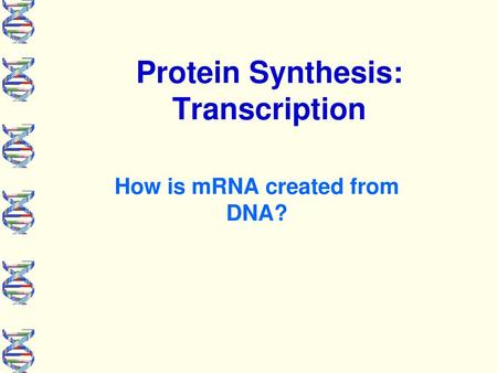 Protein Synthesis: Transcription