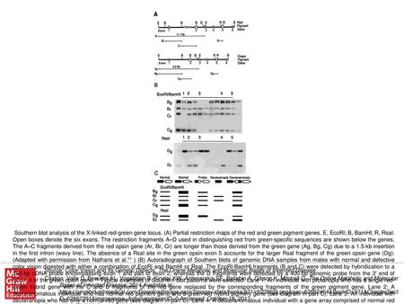 Southern blot analysis of the X-linked red-green gene locus