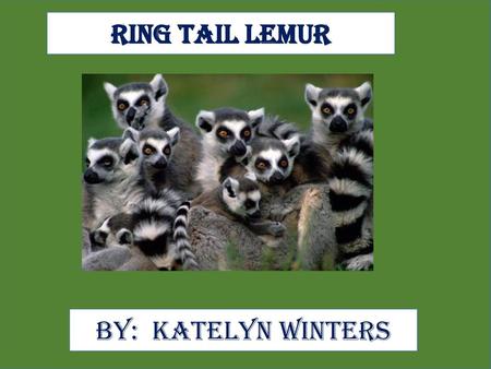 Ring Tail Lemur By: Katelyn Winters